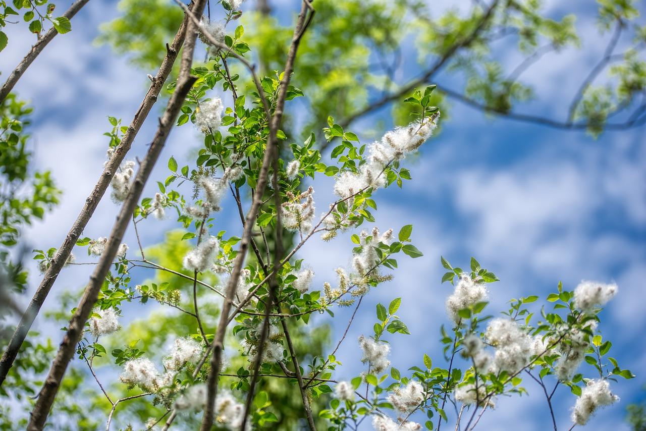 玉树叶子变薄了怎么办