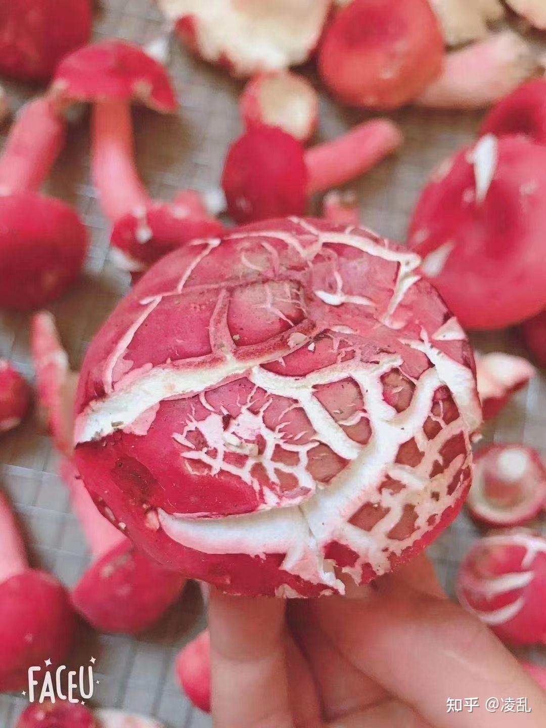 新鲜的红菇这高档食材有多少人吃过啊
