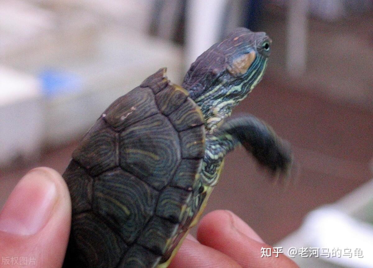 如何养乌龟新手必备宝典：如何养好红耳巴西龟—入门篇 | 说明书网