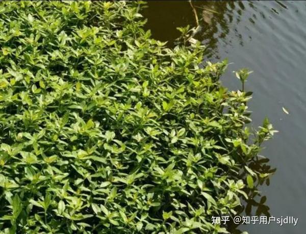 暑期社会实践:入侵物种喜旱莲子草 - 知乎