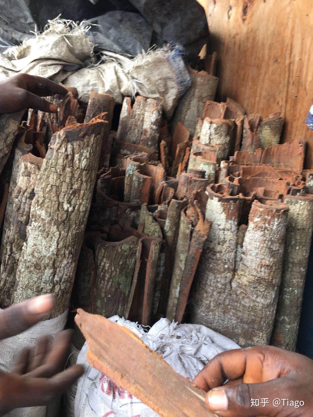 安哥拉树根到底是个什么东西,真的有那么神奇吗?