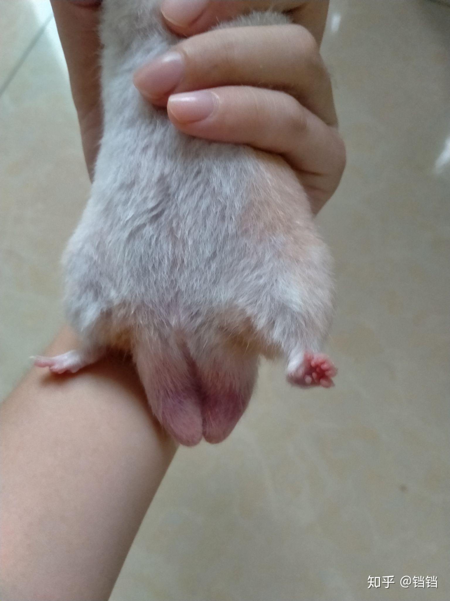 公金丝熊仓鼠屁股变大是正常的吗