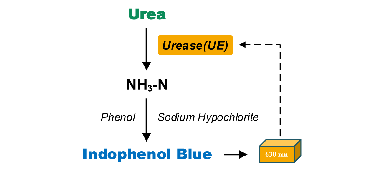 脲酶活性检测试剂盒靛酚蓝法