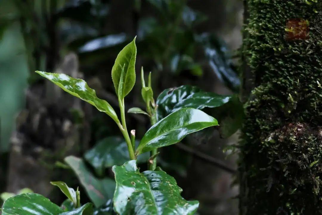 易武贡茶之巅有着易武最高荣誉的茶品薄荷塘