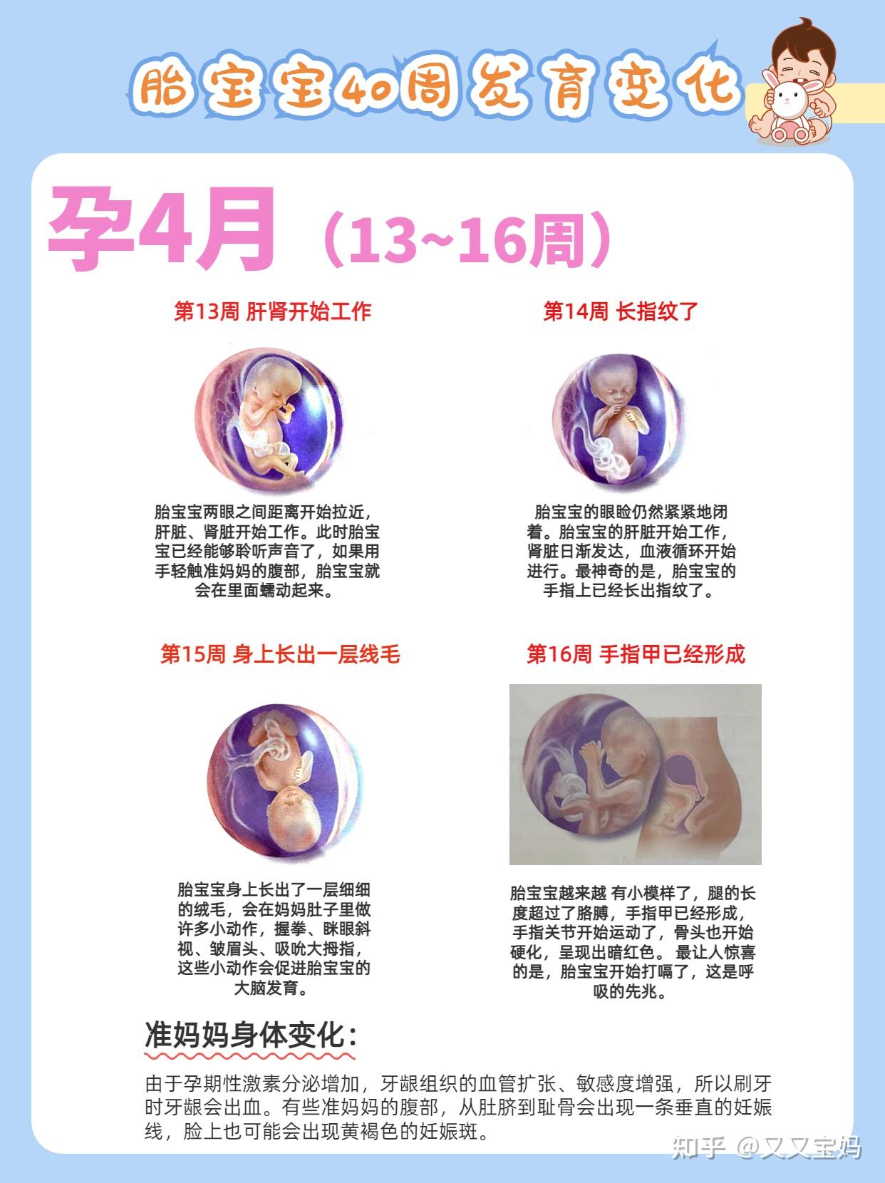 新手爸妈必看!孕期1-40周胎儿发育过程&准妈妈身体变化(多图) - 知乎