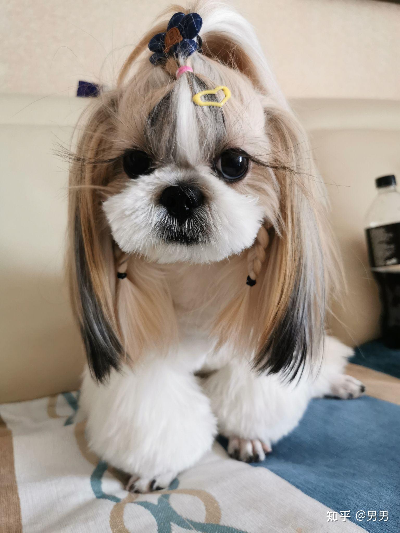 西施犬为什么没人养?