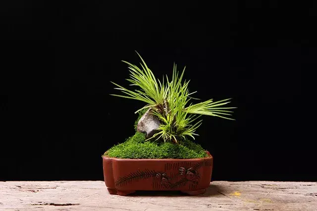 浅谈文房菖蒲的辨识以及文化鉴赏