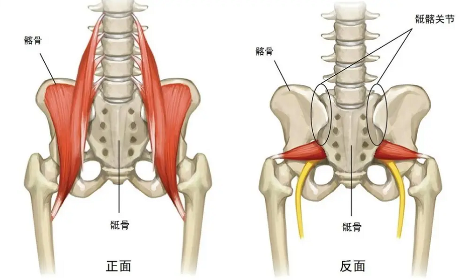 当骨盆不稳定时