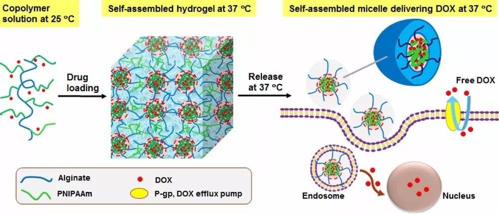 可持续释放载药胶束的可注射温敏水凝胶智能给药系统帮助克服肿瘤细胞