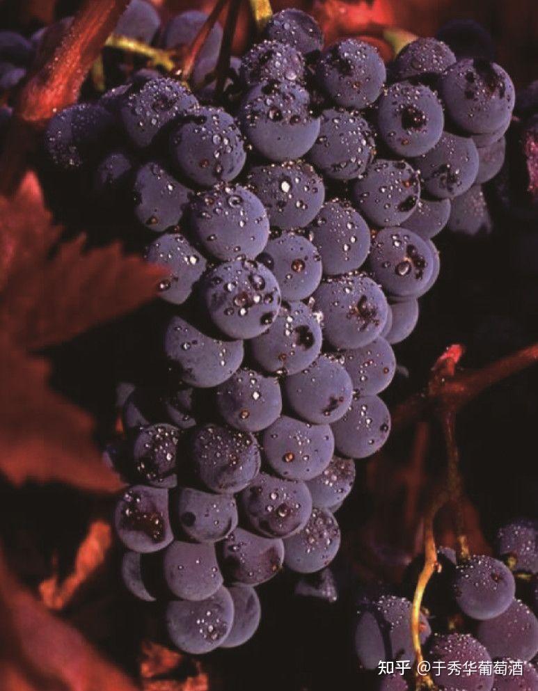 为何瑞文伍德老藤仙粉黛干红是醉具美国标志性葡萄酒