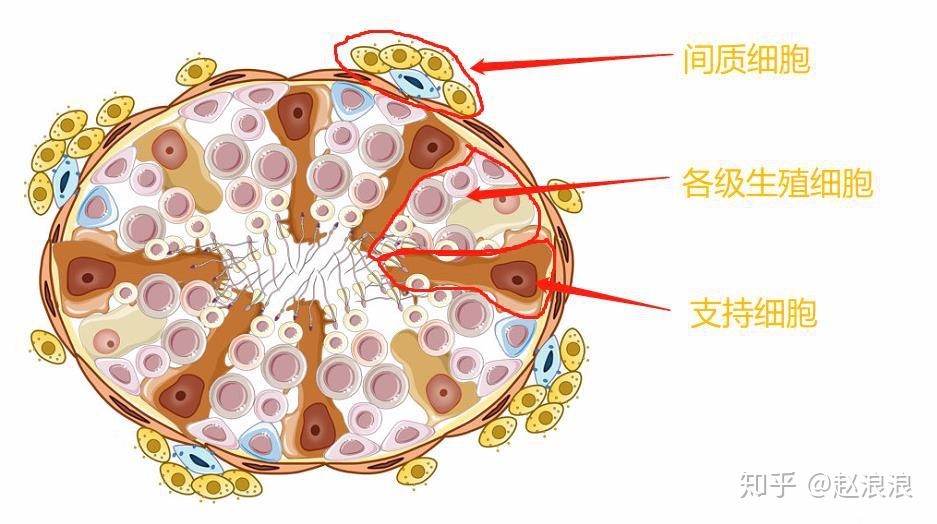 睾丸生精小管手绘图图片