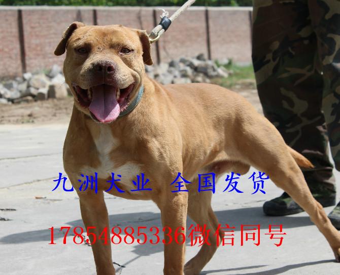 v2-faedfde52a211958d23c5579f73c758a_1440w.jpg?source=172ae18b