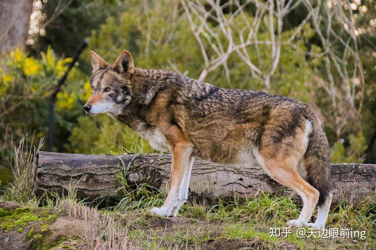 Redwolf美国红狼图片