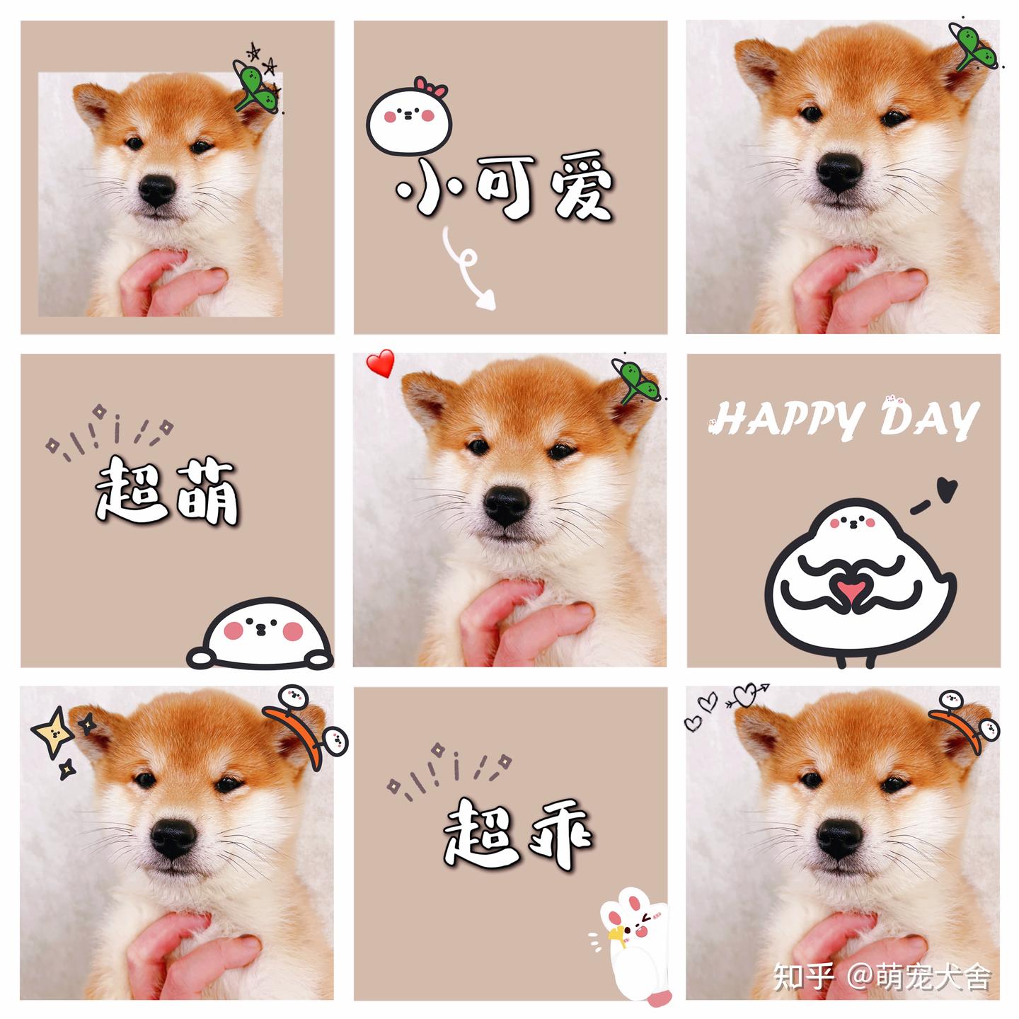 为什么柴犬的狗头总是被卡住呢？真的是因为智商低吗？ - 知乎