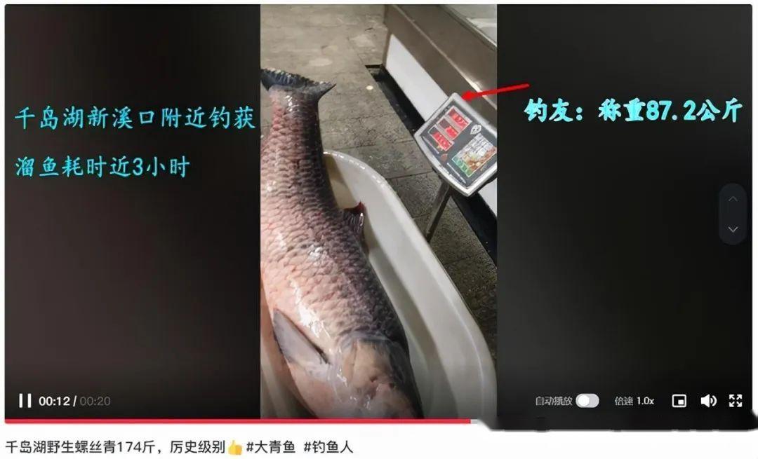 价值5万千岛湖174斤鱼王出水溜鱼耗时三个小时
