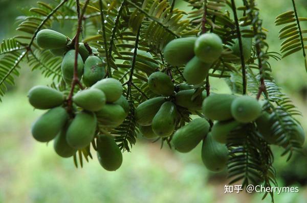 GO NUTS|那一颗蕴藏千年风味的香榧子 - 知乎