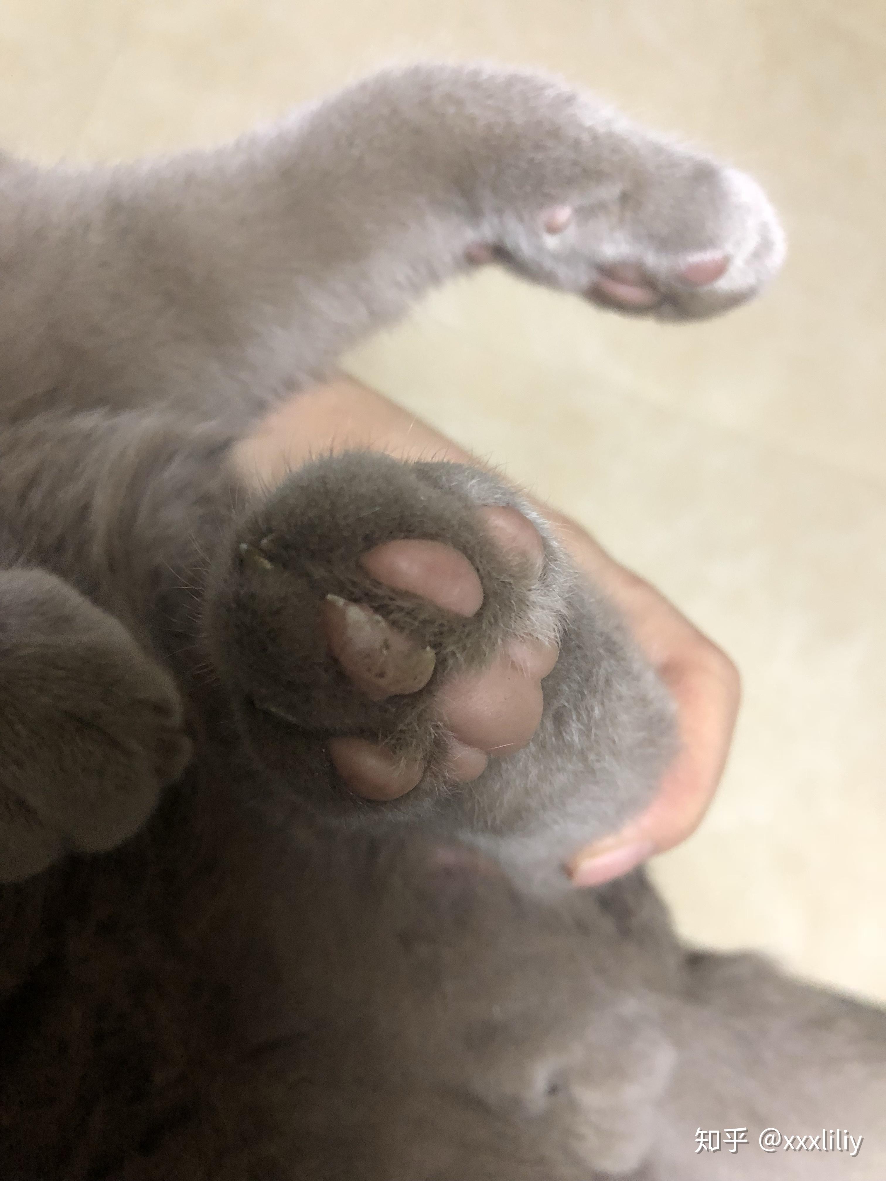 猫爪子起皮怎么办
