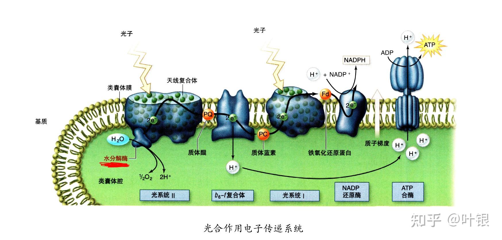 关于光反应和暗反应的几个易错点 - 知乎