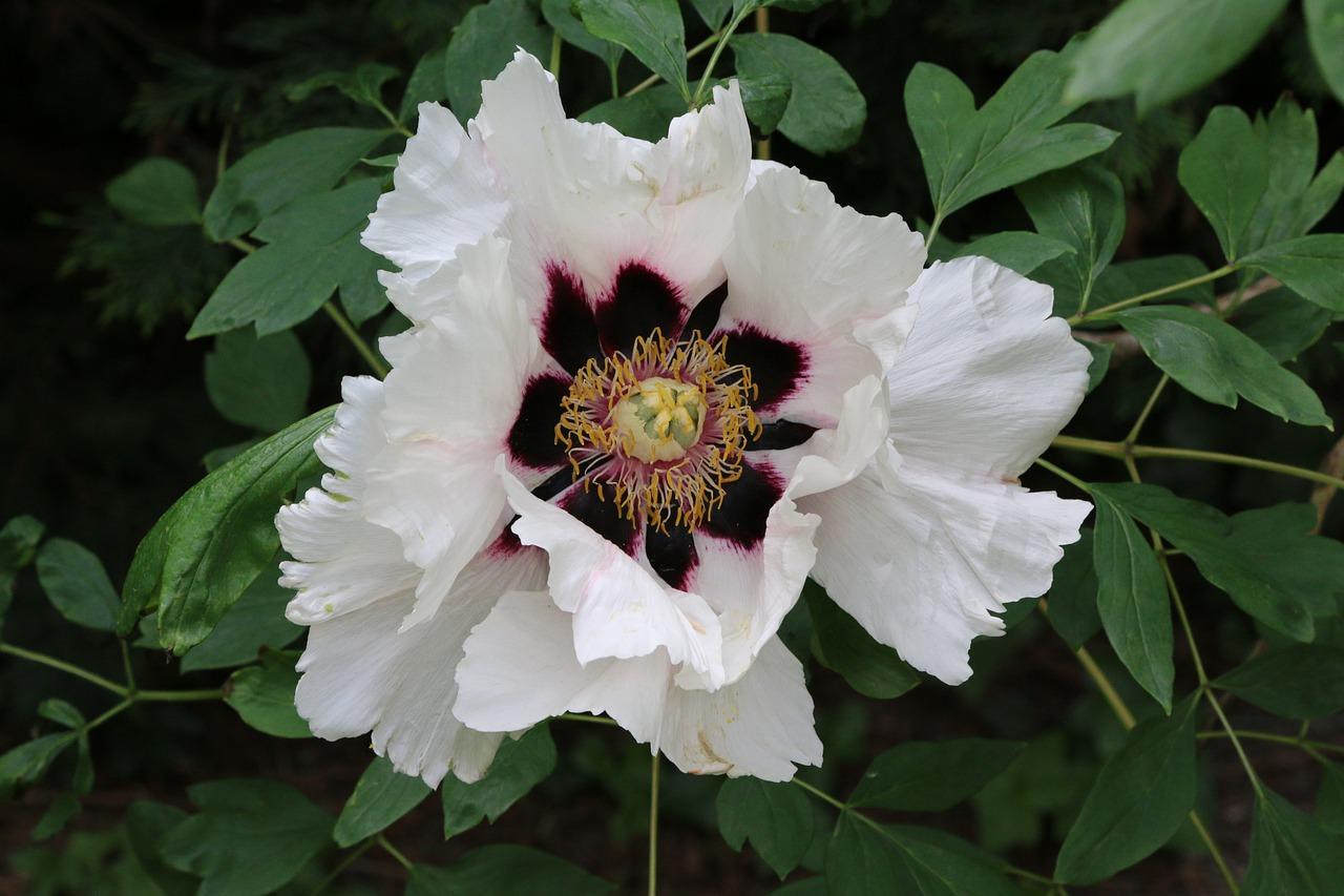 牡丹的叶子像什么