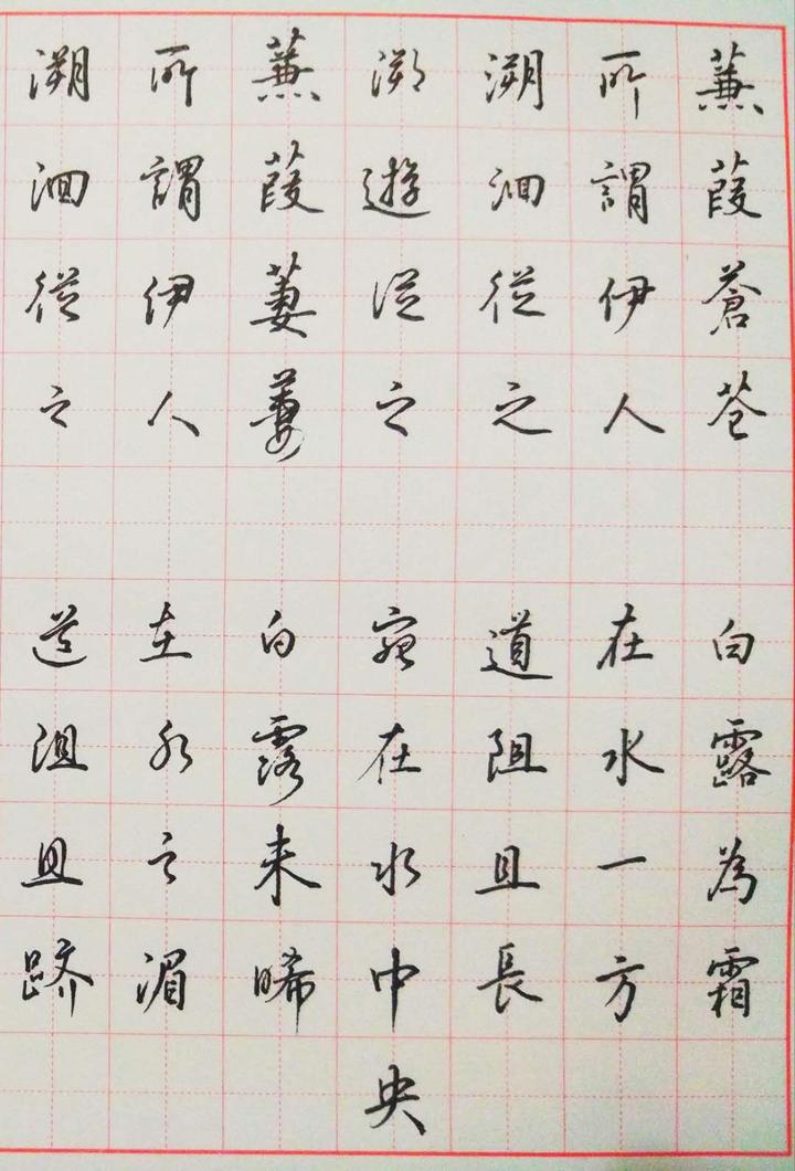 硬笔书法作品蒹葭看得我马上就想练字