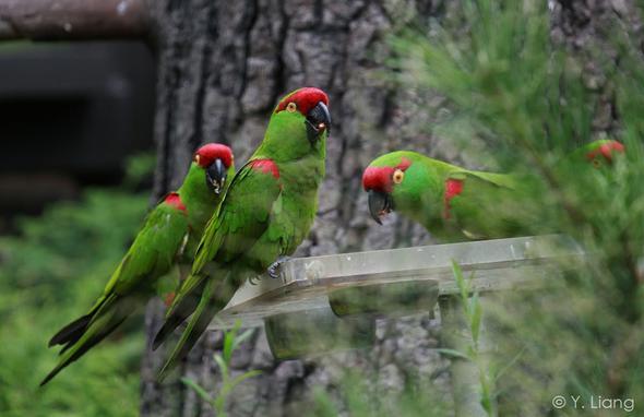 Queens Zoo 因为专注 所以精彩 纽约皇后动物园 知乎