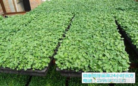 无土栽培品种益康园种植芽苗菜技术 知乎