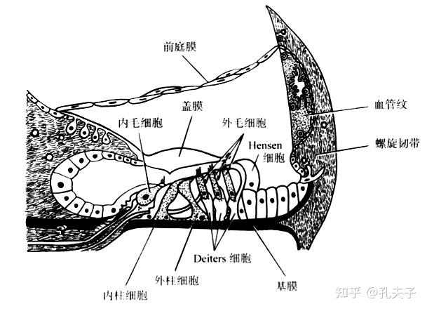 小鼠耳蜗解剖结构图片