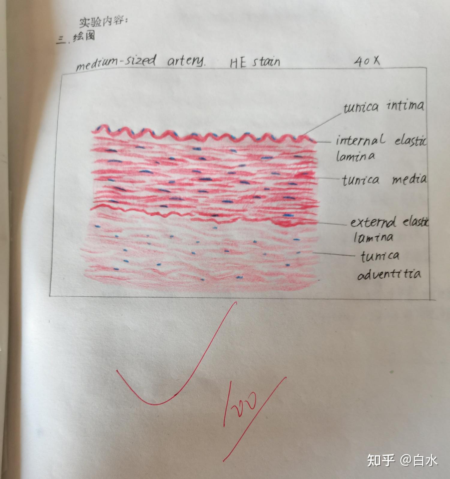 平滑肌红蓝铅笔怎么画图片