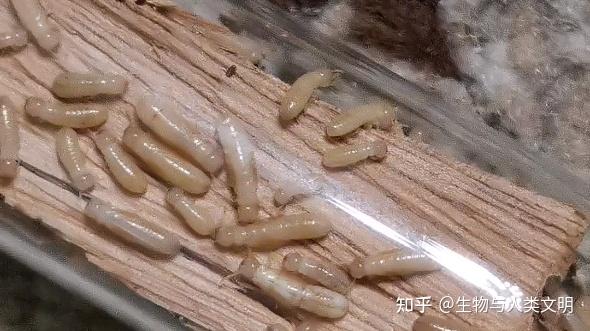 【动物界全系列】等翅下目—木白蚁科(下):堆砂白蚁