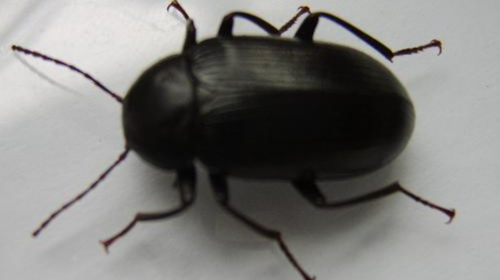 请问这是什么虫子,宿舍床上的,是一种硬壳虫,丢到地下都叮一声的那种?