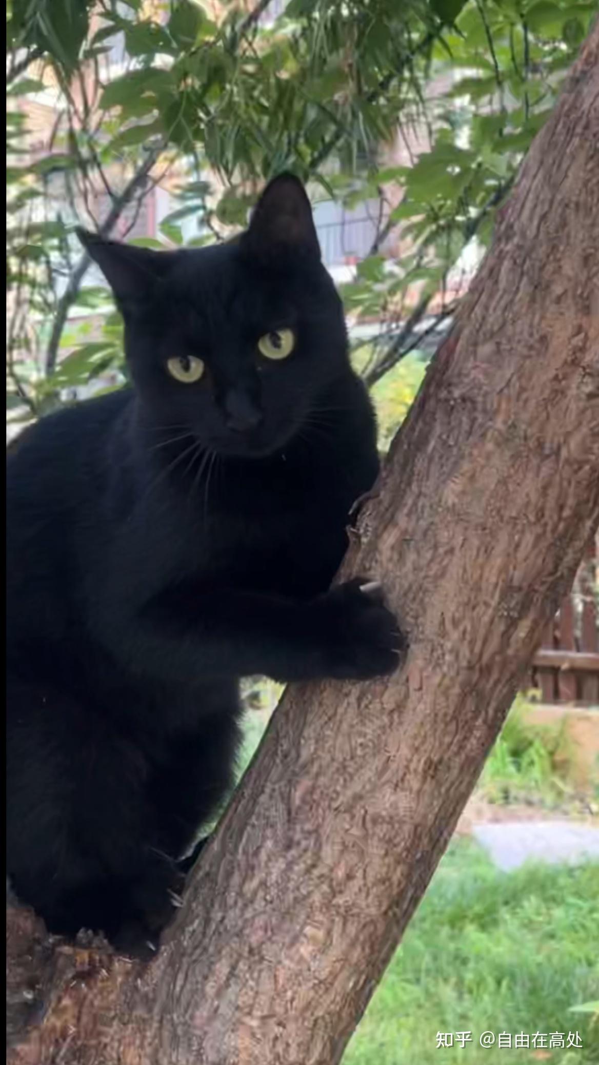 我能看看你家喵喵吗? - 知乎