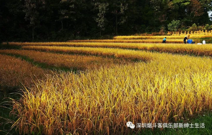 马坝macbarenoriginalchoice原味精选烟草鉴赏