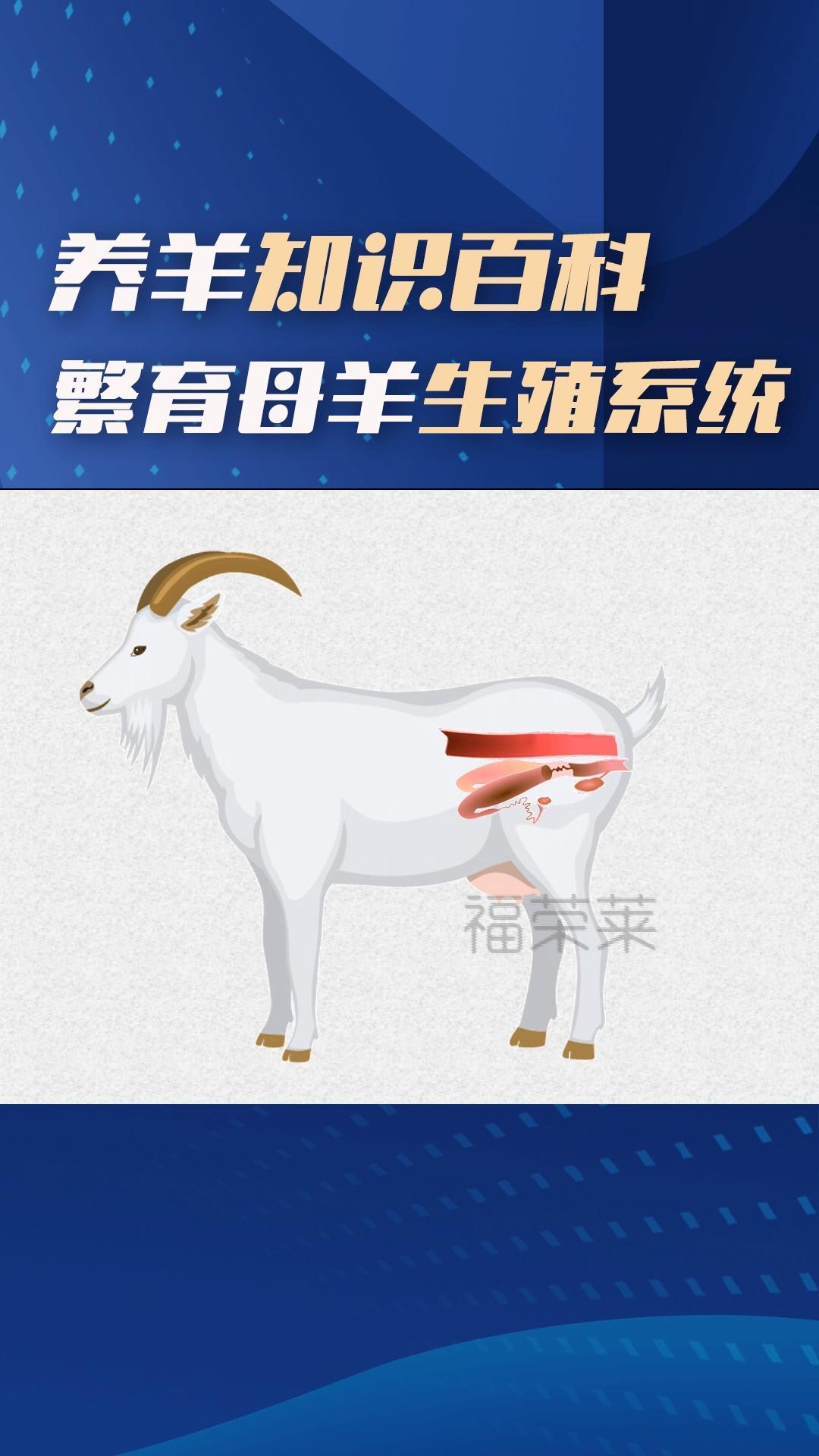 母羊生殖系统侧面解剖模型图 - 知乎
