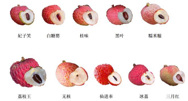 今年荔枝大丰收!10 种热门荔枝口感大PK,一篇说清 - 知乎
