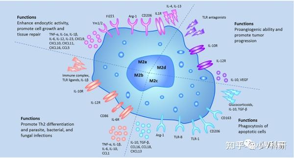 国自然热点 巨噬细胞最新研究思路 知乎