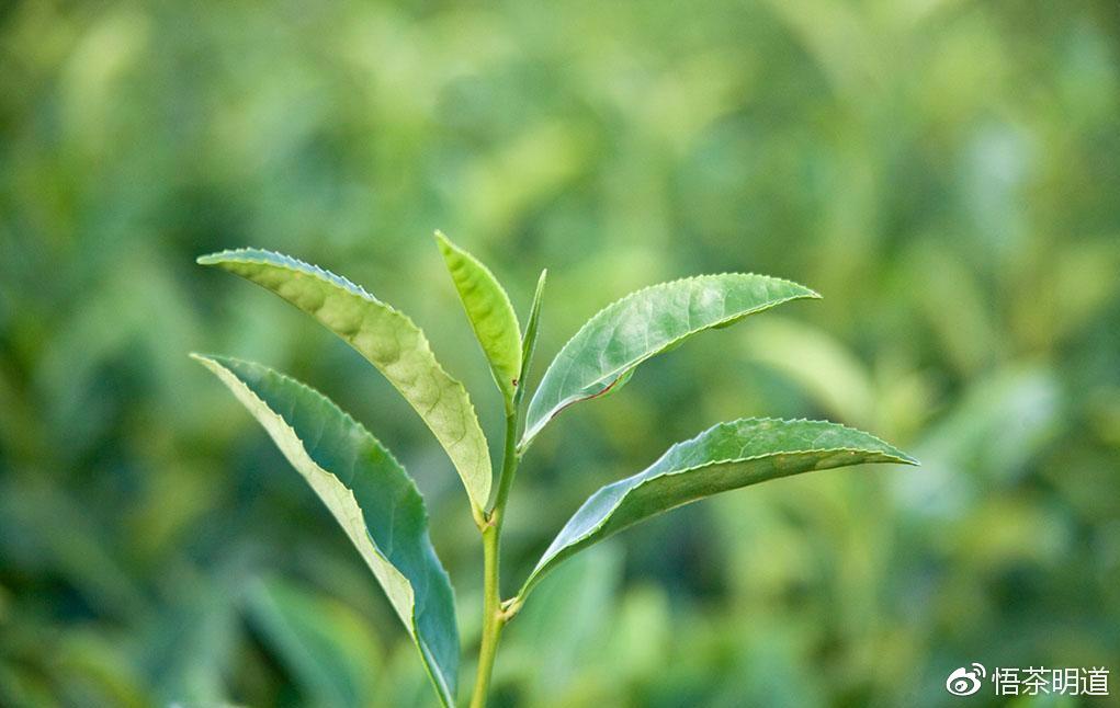 茶樹能長這麼大你見過嗎