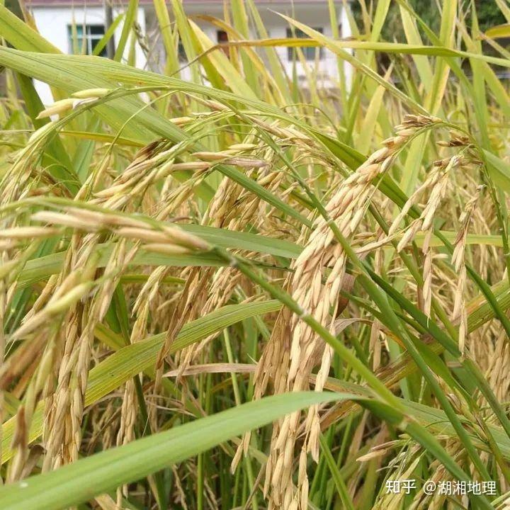 "玉针香"是湘米振兴的功臣