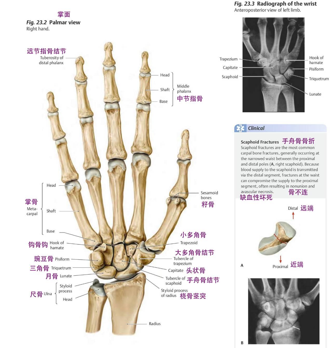 手关节 - 知乎