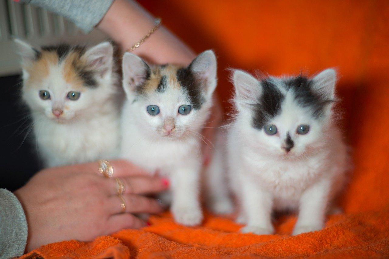 小狗的活泼天性