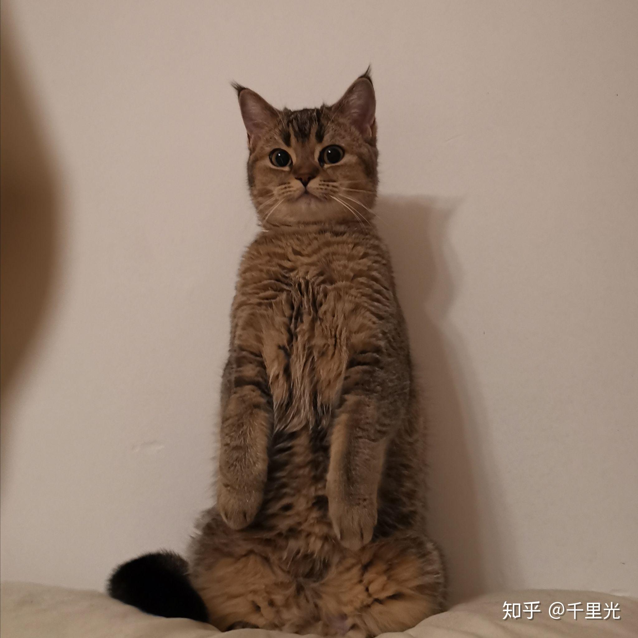 美短和英短杂交好看吗养猫的来戳戳