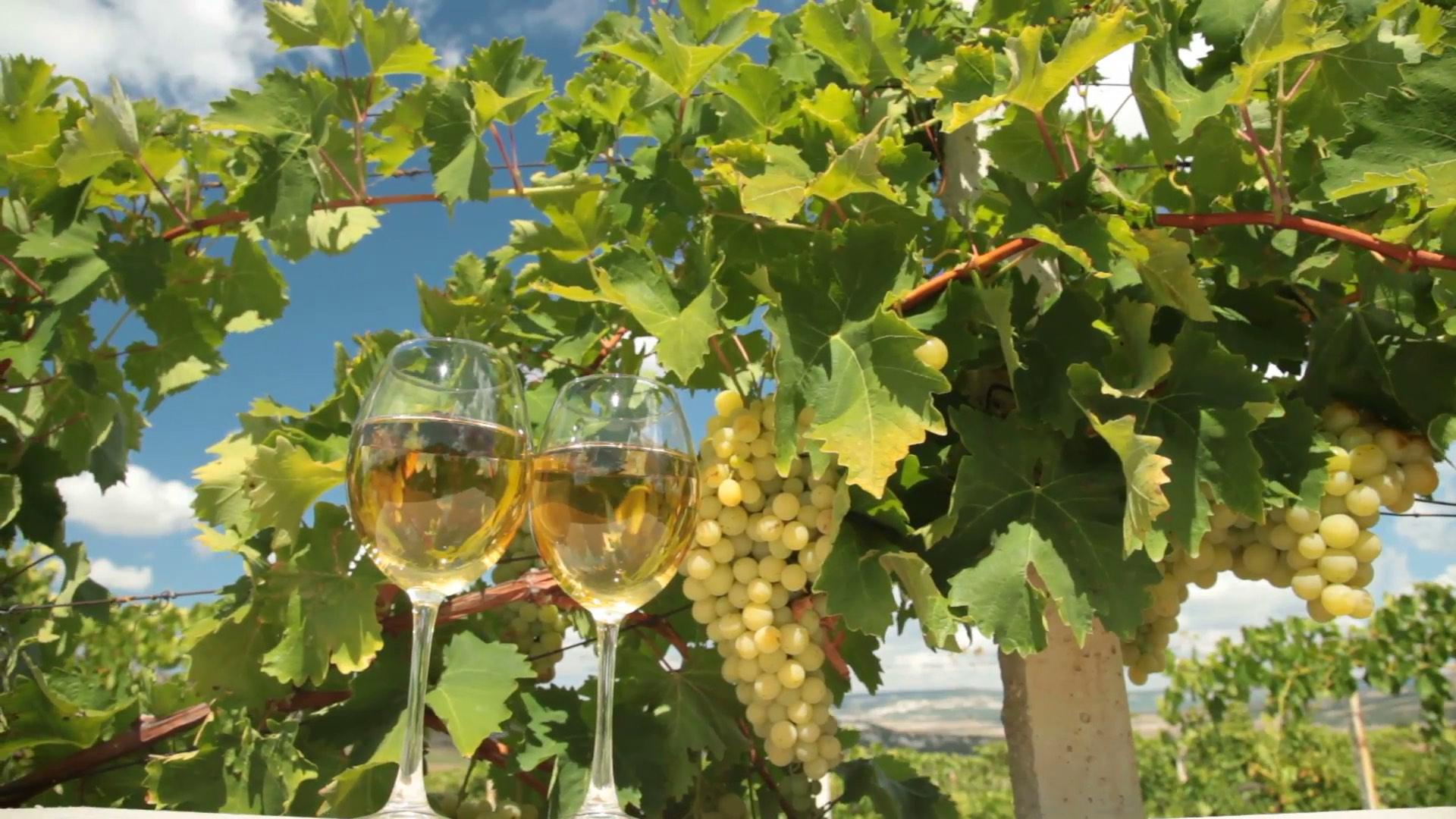 大家对莫斯卡托葡萄酒了解吗? - 知乎