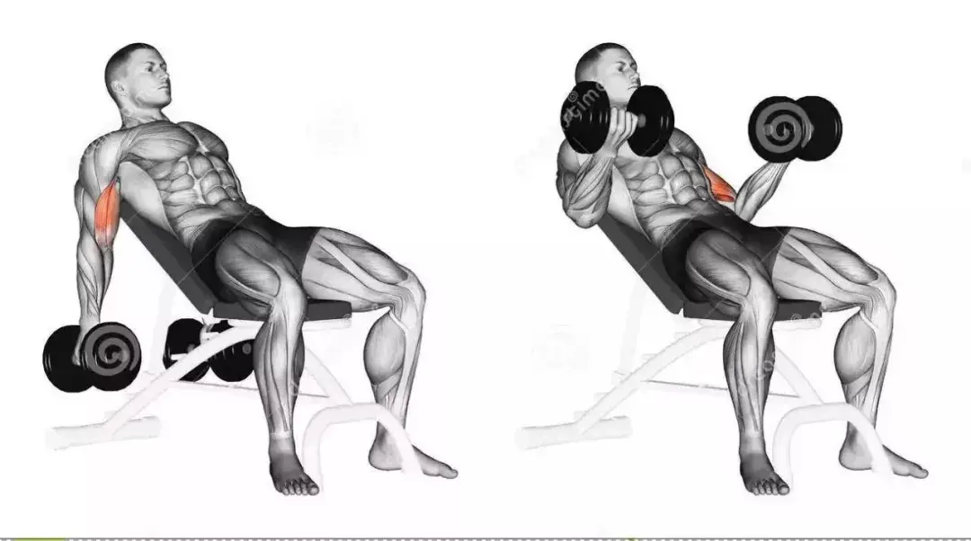 肱肌训练动作图片