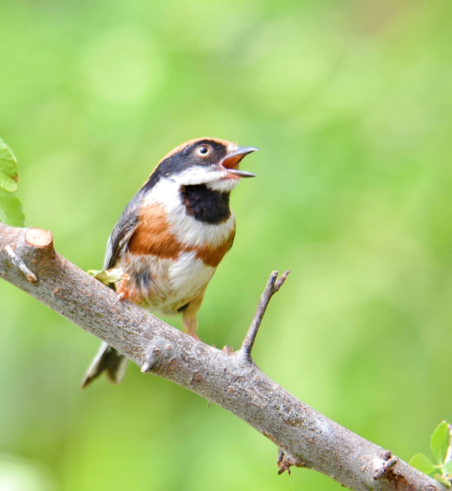 山雀动物精灵鸟