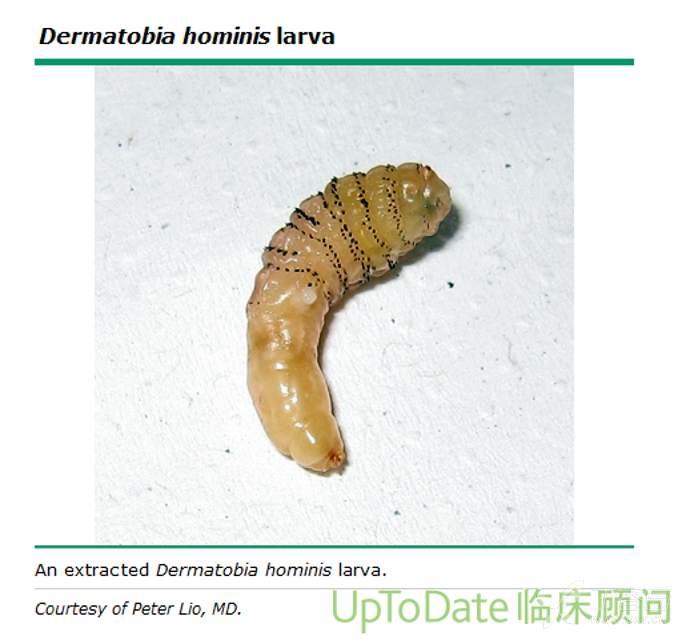 (马蝇)(图 1)和嗜人瘤蝇(cordylobia anthropophaga)(盾波蝇)引起