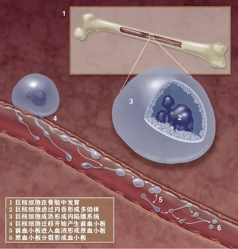 工作细胞巨核细胞图片