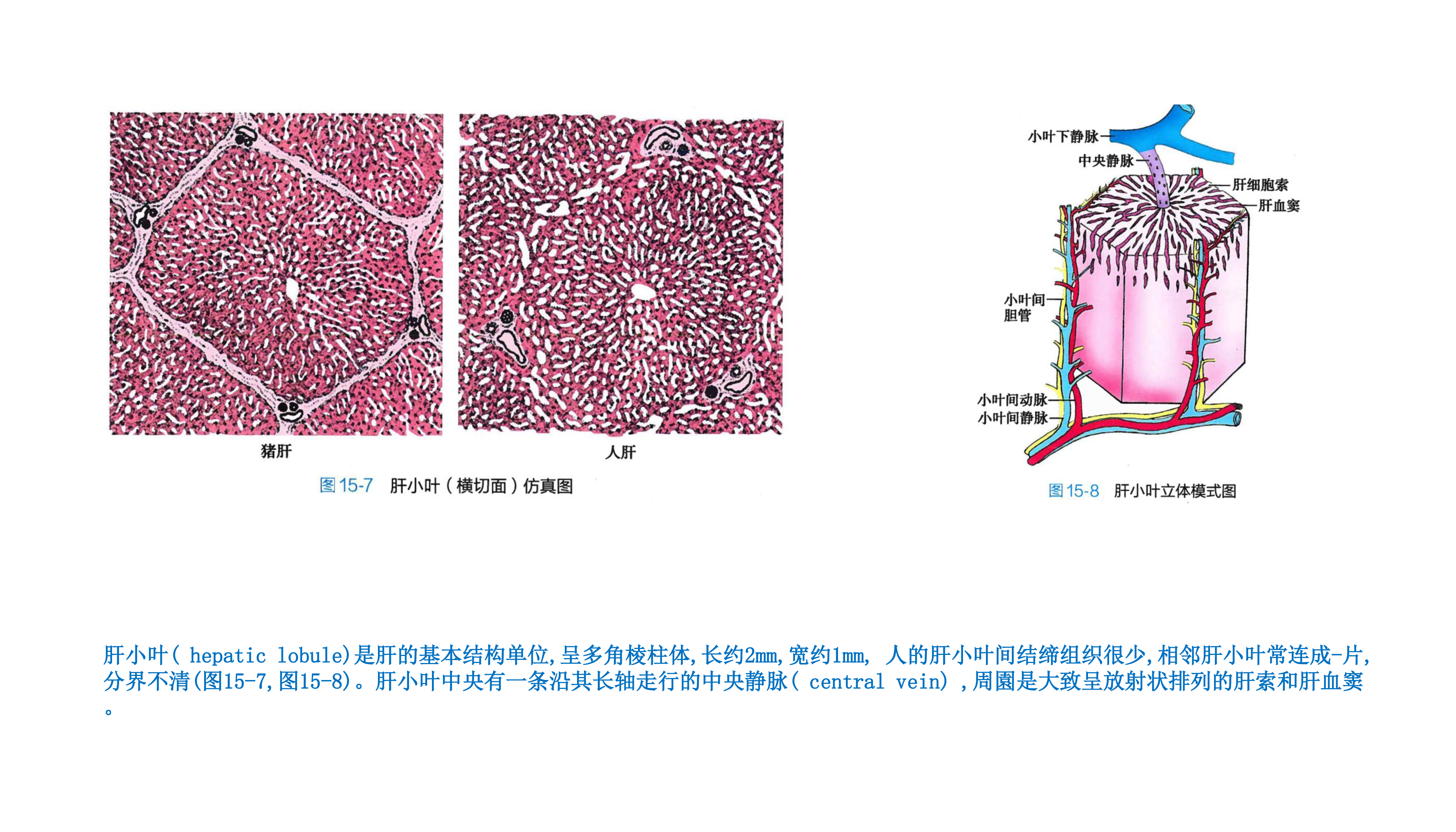 肝胆正常组织与肝癌胆管癌组织切片彩色图谱大全