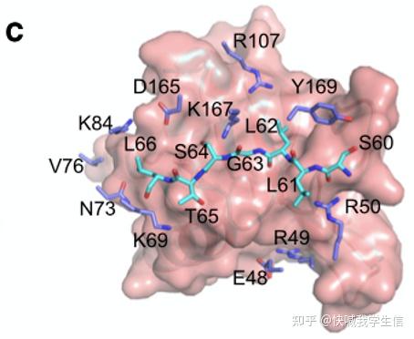 PyMOL|文献中蛋白质结构图复现 - 知乎
