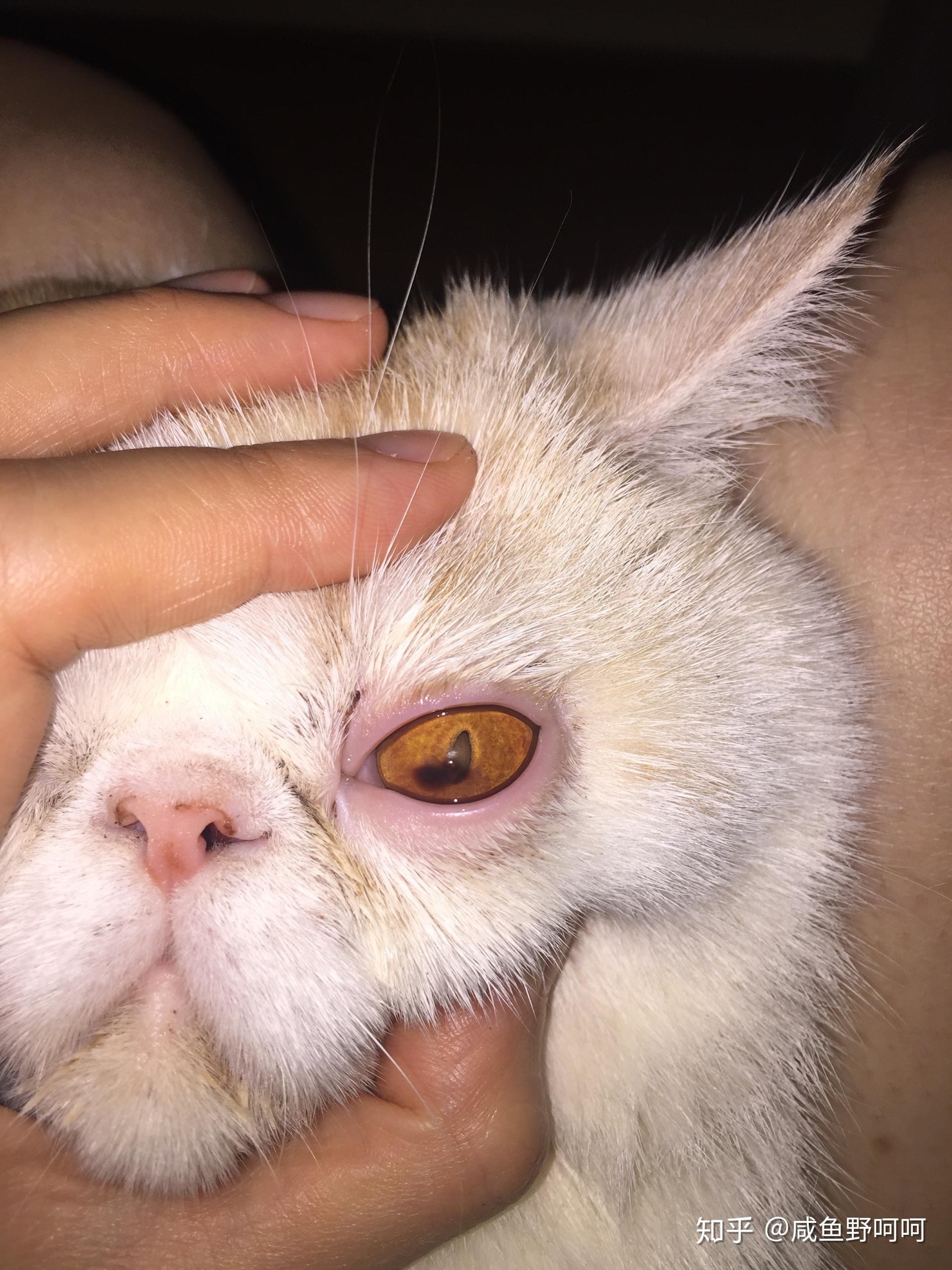 猫咪得了角膜腐骨角膜炎保守治疗案例