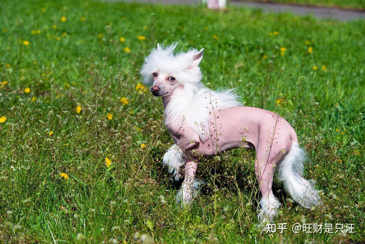 这7种不爱掉毛的狗,你喜欢哪一只?网友:我都想要 - 知乎