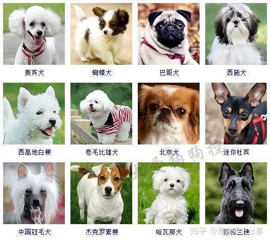 最全狗狗种类图片,没有之一! - 知乎